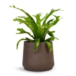 Asplenium Crissie Amy - Bird's Nest Fern -Indoor Plants Store Asplenium Crissie Amy Birds Nest Fern 12x20cm Patt Plant Pot Ash Brown 17x14cm