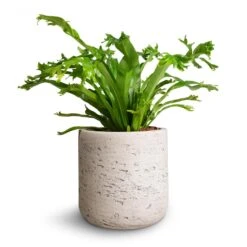 Asplenium Crissie Amy - Bird's Nest Fern -Indoor Plants Store Asplenium Crissie Amy Birds Nest Fern 12x25cm Charlie Plant Pot Grey Washed 15x15cm
