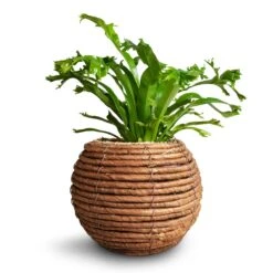 Asplenium Crissie Amy - Bird's Nest Fern -Indoor Plants Store Asplenium Crissie Amy Birds Nest Fern 12x25cm Lida Plant Basket Natural 21x17cm