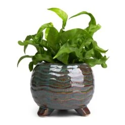 Asplenium Hurricane - Twisted Bird's Nest Fern 25 Asplenium Hurricane - Twisted Bird's Nest Fern -Indoor Plants Store Asplenium Hurricane Twisted Bird s Nest Fern 12x20cm Dewi Plant Pot Marrakesh 18x14cm