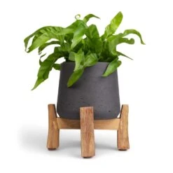 Asplenium Hurricane - Twisted Bird's Nest Fern 24 Asplenium Hurricane - Twisted Bird's Nest Fern -Indoor Plants Store Asplenium Hurricane Twisted Bird s Nest Fern 12x20cm Patt Plant Pot Low Stand Black Washed 20x21cm 2