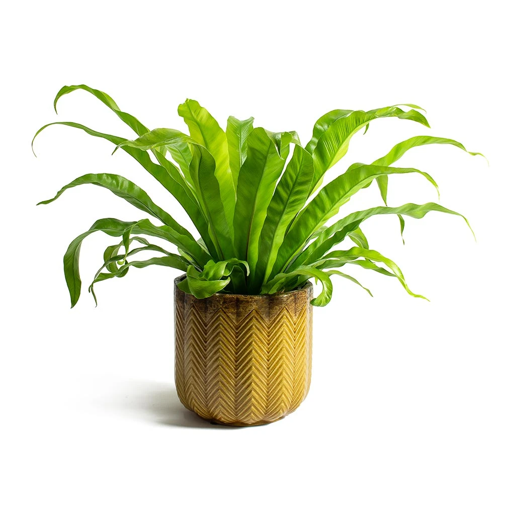 Asplenium Hurricane - Twisted Bird's Nest Fern 13 Asplenium Hurricane - Twisted Bird's Nest Fern - Image 11