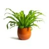Asplenium Hurricane - Twisted Bird's Nest Fern -Indoor Plants Store Asplenium Hurricane Twisted Birds Nest Fern Charlotte Orange Plant Pot