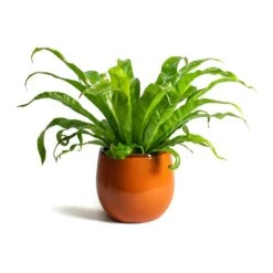 Charlotte Plant Pot - Orange -Indoor Plants Store Asplenium Hurricane Twisted Birds Nest Fern Charlotte Orange Plant Pot f03a254c 400c 432b a603 c15584115784