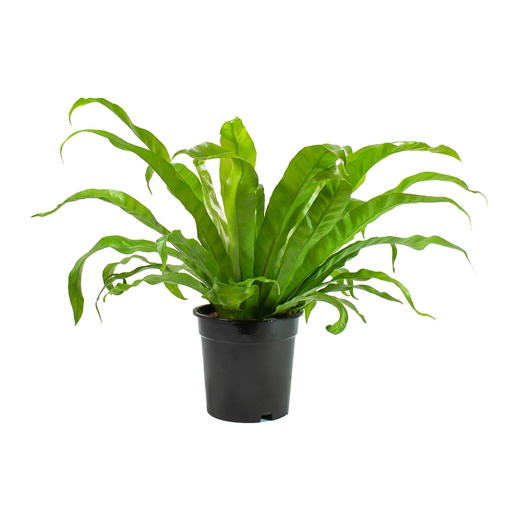 Asplenium Hurricane - Twisted Bird's Nest Fern 8 Asplenium Hurricane - Twisted Bird's Nest Fern - Image 6