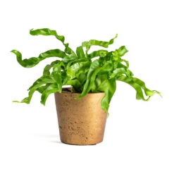 Asplenium Hurricane - Twisted Bird's Nest Fern 27 Asplenium Hurricane - Twisted Bird's Nest Fern -Indoor Plants Store Asplenium Hurricane Twisted Birds Nest Fern Mini Bucket Plant Pot Metallic Copper