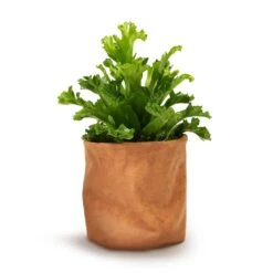 Asplenium Leslie - Crested Birds Nest Fern -Indoor Plants Store Asplenium Leslie Crested Birds Nest Fern 12x20cm Juna Plant Basket Cognac 14x14cm