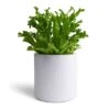 Asplenium Leslie - Crested Birds Nest Fern -Indoor Plants Store Asplenium Leslie Crested Birds Nest Fern 12x20cm Puk Planter Matt White 15x15cm