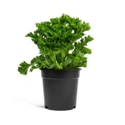 Asplenium Leslie - Crested Birds Nest Fern -Indoor Plants Store Asplenium Leslie Crested Birds Nest Fern 17cm