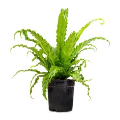 Asplenium Osaka - Japanese Bird's Nest Fern 23 Asplenium Osaka - Japanese Bird's Nest Fern -Indoor Plants Store Asplenium Osaka Japanese Bird s Nest Fern 17x50cm 2