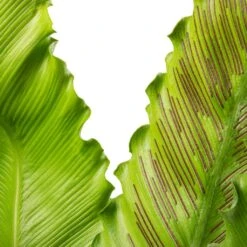 Asplenium Osaka - Japanese Bird's Nest Fern 25 Asplenium Osaka - Japanese Bird's Nest Fern -Indoor Plants Store Asplenium Osaka Japanese Bird s Nest Fern 17x50cm