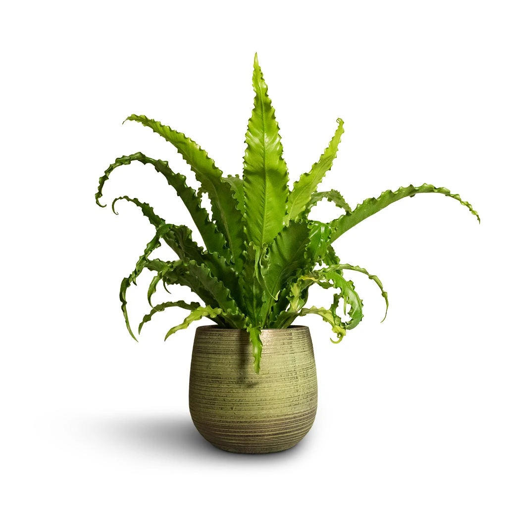 Lydia Plant Pot - Shiny Green 13 Lydia Plant Pot - Shiny Green - Image 11