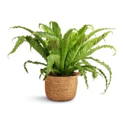 Asplenium Osaka - Japanese Bird's Nest Fern 22 Asplenium Osaka - Japanese Bird's Nest Fern -Indoor Plants Store Asplenium Osaka Japanese Bird s Nest Fern 17x50cm Nelis Plant Basket Natural 23x20cm 31f8e6af 287b 4e52 98d8 3ccd2af6443e