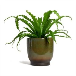 Asplenium Osaka - Japanese Bird's Nest Fern 29 Asplenium Osaka - Japanese Bird's Nest Fern -Indoor Plants Store Asplenium Osaka Japanese Birds Nest Fern 17x50cm Linn Plant Pot Deep Green 25x25cm