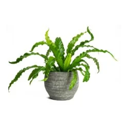 Asplenium Osaka - Japanese Bird's Nest Fern 28 Asplenium Osaka - Japanese Bird's Nest Fern -Indoor Plants Store Asplenium Osaka Japanese Birds Nest Fern Koen Brown Plant Pot