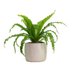Mini Valerie Plant Pot - Grey Washed 22 Mini Valerie Plant Pot - Grey Washed -Indoor Plants Store Asplenium Osaka Japanese Birds Nest Fern Mini Valerie Plant Pot Grey Washed