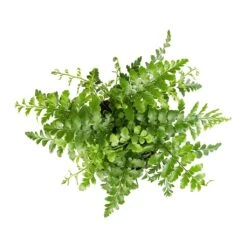Asplenium Parvati - Mother Fern 19 Asplenium Parvati - Mother Fern -Indoor Plants Store Asplenium Parvati Mother Fern 12x25cm 1