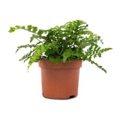 Asplenium Parvati - Mother Fern 18 Asplenium Parvati - Mother Fern -Indoor Plants Store Asplenium Parvati Mother Fern 12x25cm
