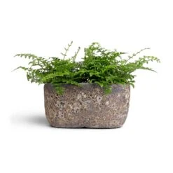 Asplenium Parvati - Mother Fern 26 Asplenium Parvati - Mother Fern -Indoor Plants Store Asplenium Parvati Mother Fern 12x25cmxTwo Plants Lava Oval Relic Plant Bowl Rust 31x18x15cm