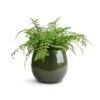 Asplenium Parvati - Mother Fern -Indoor Plants Store Asplenium Parvati Mother Fern 17x40cm Mischa Plant Pot Forest Green 22x18cm