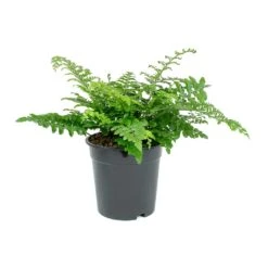 Asplenium Parvati - Mother Fern 20 Asplenium Parvati - Mother Fern -Indoor Plants Store Asplenium Parvati Mother Fern