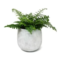 Asplenium Parvati - Mother Fern 24 Asplenium Parvati - Mother Fern -Indoor Plants Store Asplenium Parvati Mother Fern Amber Plant Pot Light Grey