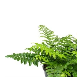 Asplenium Parvati - Mother Fern 21 Asplenium Parvati - Mother Fern -Indoor Plants Store Asplenium Parvati Mother Fern Fronds