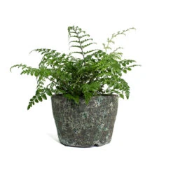 Lava Couple Straight Relic Planter - Jade -Indoor Plants Store Asplenium Parvati Mother Fern Lava Couple Straight Relic Planter Jade