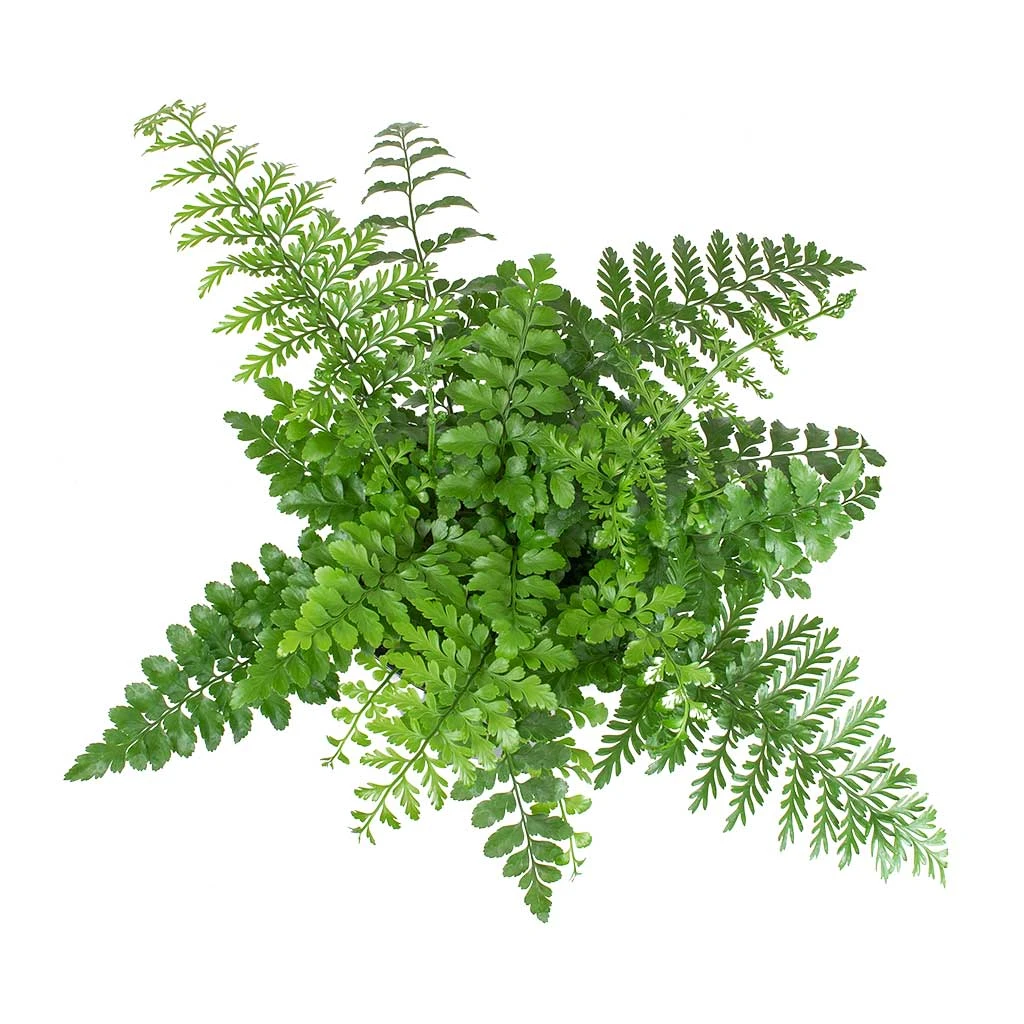 Asplenium Parvati - Mother Fern 4 Asplenium Parvati - Mother Fern - Image 2
