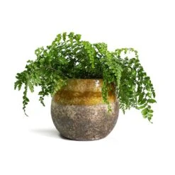 Asplenium Parvati - Mother Fern 25 Asplenium Parvati - Mother Fern -Indoor Plants Store Asplenium Parvati Mother Fern Lindy Plant Pot Ochre 54579a56 2c38 4b71 94e7 d9a986ec4a05