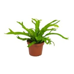 Asplenium Crissie Amy - Bird's Nest Fern -Indoor Plants Store Asplenium amy