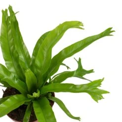 Asplenium Crissie Amy - Bird's Nest Fern -Indoor Plants Store Asplenium amy Leaves