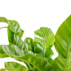 Asplenium Hurricane - Twisted Bird's Nest Fern 19 Asplenium Hurricane - Twisted Bird's Nest Fern -Indoor Plants Store Asplenium antiquum Hurricane Twisted Bird s Nest Fern SWATCH