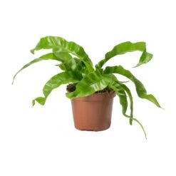 Asplenium Hurricane - Twisted Bird's Nest Fern 20 Asplenium Hurricane - Twisted Bird's Nest Fern -Indoor Plants Store Asplenium antiquum Hurricane Twisted Birds Nest Fern