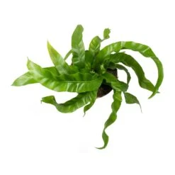 Asplenium Hurricane - Twisted Bird's Nest Fern 23 Asplenium Hurricane - Twisted Bird's Nest Fern -Indoor Plants Store Asplenium antiquum Hurricane Twisted Birds Nest Fern Leaves
