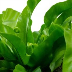 Asplenium Hurricane - Twisted Bird's Nest Fern 22 Asplenium Hurricane - Twisted Bird's Nest Fern -Indoor Plants Store Asplenium antiquum Hurricane Twisted Birds Nest Fern New Fronds