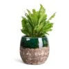 Asplenium Nidus Campio - Champion's Bird's Nest Fern -Indoor Plants Store Asplenium nidus Campio Champion s Bird s Nest Fern 12x30cm Lindy Plant Pot Black Green 19x16cm
