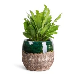 Lindy Plant Pot - Black Green -Indoor Plants Store Asplenium nidus Campio Champion s Bird s Nest Fern 12x30cm Lindy Plant Pot Black Green 19x16cm 7b57800e 1c0f 4e45 8351 f3fb8257b8d7