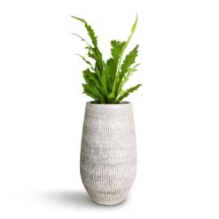 Ryan Plant Vase - White Black -Indoor Plants Store Asplenium nidus Campio Champion s Bird s Nest Fern 12x30cm Ryan Plant Vase White Black 18x30cm c0b96e39 3084 4da9 a4f0 e2439d711e47