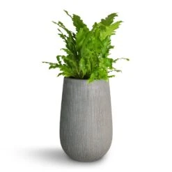 Patt High Plant Vase - Ridged Dark Grey 24 Patt High Plant Vase - Ridged Dark Grey -Indoor Plants Store Asplenium nidus Campio Champion s Bird s Nest Fern 17x40cm Patt High Plant Vase Ridged Dark Grey 29x43cm 7f4238f1 3f2a 481a 87e6 a8f4f846e66c