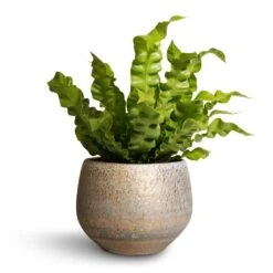 Asplenium Nidus Crispy Wave - Pleated Bird's Nest Fern 18 Asplenium Nidus Crispy Wave - Pleated Bird's Nest Fern -Indoor Plants Store Asplenium nidus Crispy Wave Pleated Bird s Nest Fern 12x30cm Noor Plant Pot Metallic Grey 16x13cm 92a61991 0d7f 4326 a7aa ca8fdd9e7e68