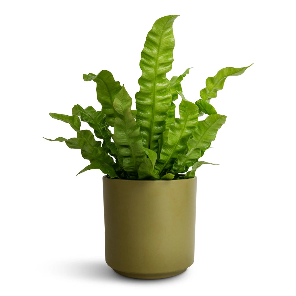 Asplenium Nidus Crispy Wave - Pleated Bird's Nest Fern 3 Asplenium Nidus Crispy Wave - Pleated Bird's Nest Fern