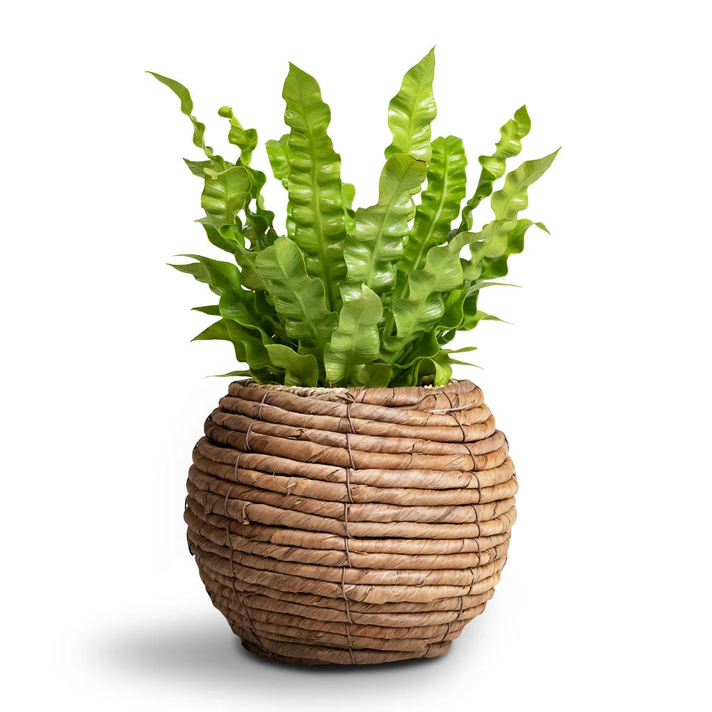 Asplenium Nidus Crispy Wave - Pleated Bird's Nest Fern 10 Asplenium Nidus Crispy Wave - Pleated Bird's Nest Fern - Image 8
