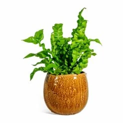 Asplenium Nidus Crispy Wave - Pleated Bird's Nest Fern 20 Asplenium Nidus Crispy Wave - Pleated Bird's Nest Fern -Indoor Plants Store Asplenium nidus Crispy Wave Pleated Bird s Nest Fern Mischa Plant Pot Caramel