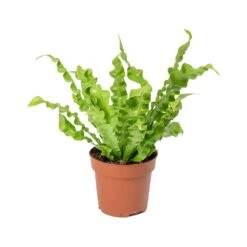 Asplenium Nidus Crispy Wave - Pleated Bird's Nest Fern 14 Asplenium Nidus Crispy Wave - Pleated Bird's Nest Fern -Indoor Plants Store Asplenium nidus Crispy Wave Pleated Birds Nest Fern 30cm