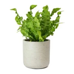 Asplenium Nidus Crispy Wave - Pleated Bird's Nest Fern 17 Asplenium Nidus Crispy Wave - Pleated Bird's Nest Fern -Indoor Plants Store Asplenium nidus Crispy Wave Pleated Birds Nest Fern Charlie Grey Plant Pot