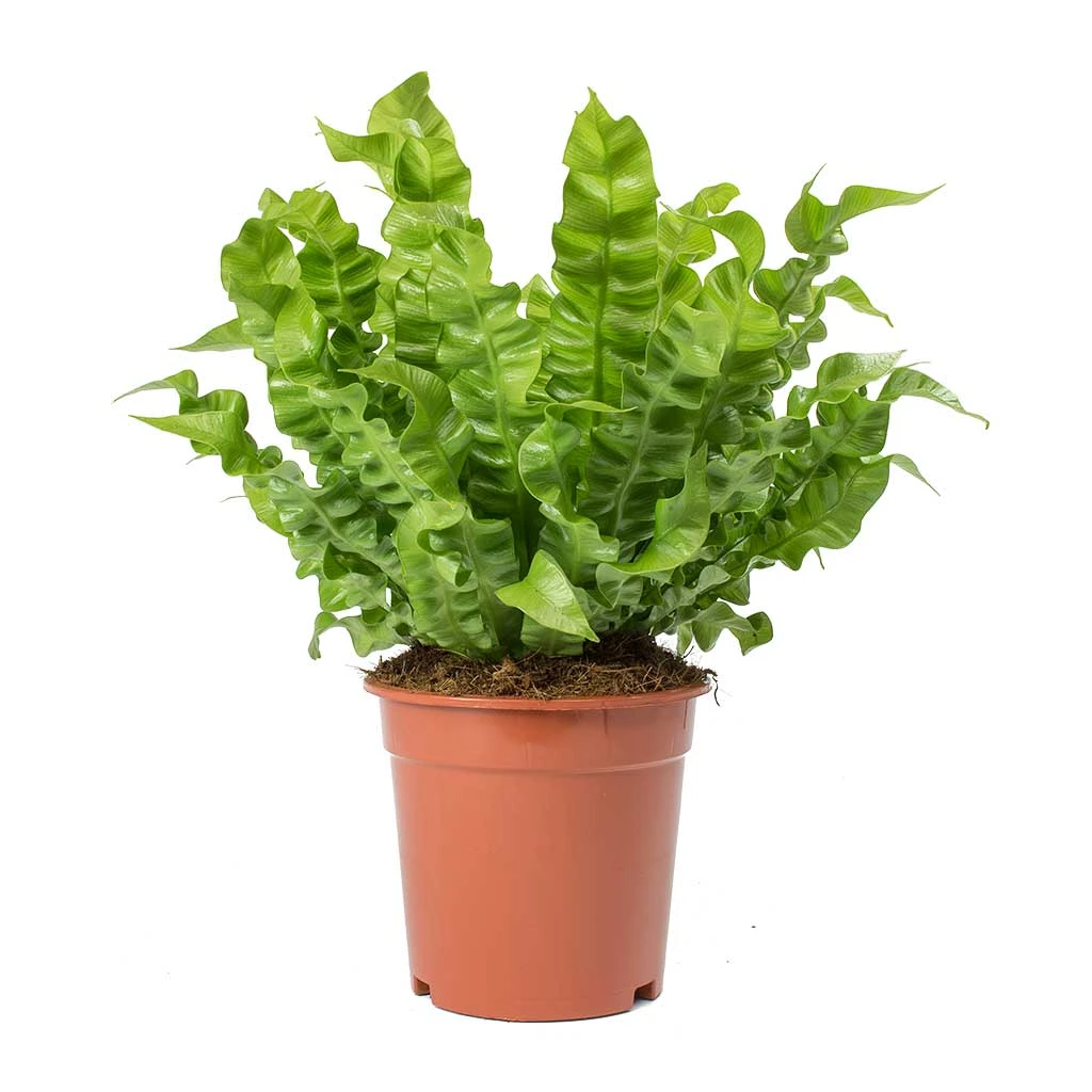 Asplenium Nidus Crispy Wave - Pleated Bird's Nest Fern 6 Asplenium Nidus Crispy Wave - Pleated Bird's Nest Fern - Image 4