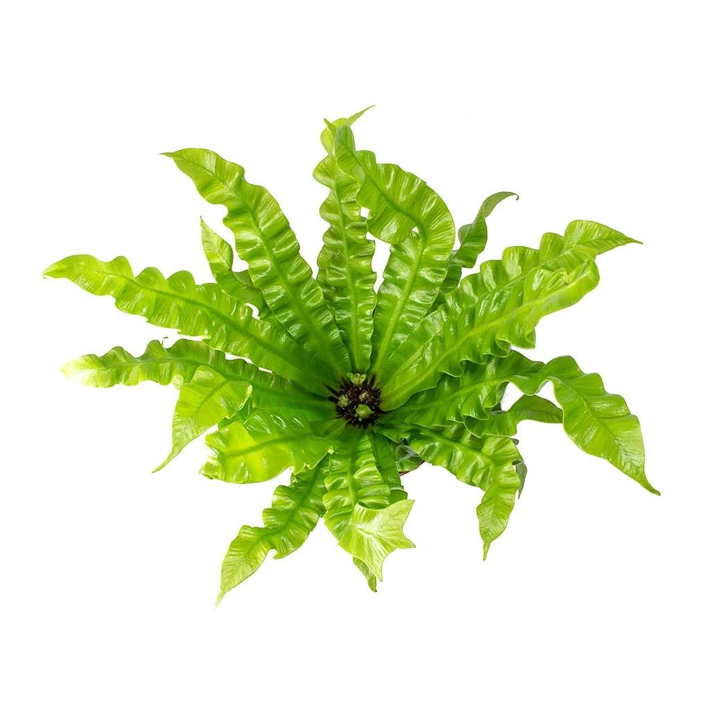 Asplenium Nidus Crispy Wave - Pleated Bird's Nest Fern 4 Asplenium Nidus Crispy Wave - Pleated Bird's Nest Fern - Image 2