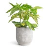 Aucuba Japonica Variegata - Gold Dust Plant -Indoor Plants Store Aucuba japonica Variegata Gold Dust Plant 14x35cm Dave Plant Pot Weathered Grey 17x17cm