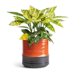 Aucuba Japonica Variegata - Gold Dust Plant -Indoor Plants Store Aucuba japonica Variegata Gold Dust Plant 14x35cm Marlijn Plant Pot Coral 17x16cm